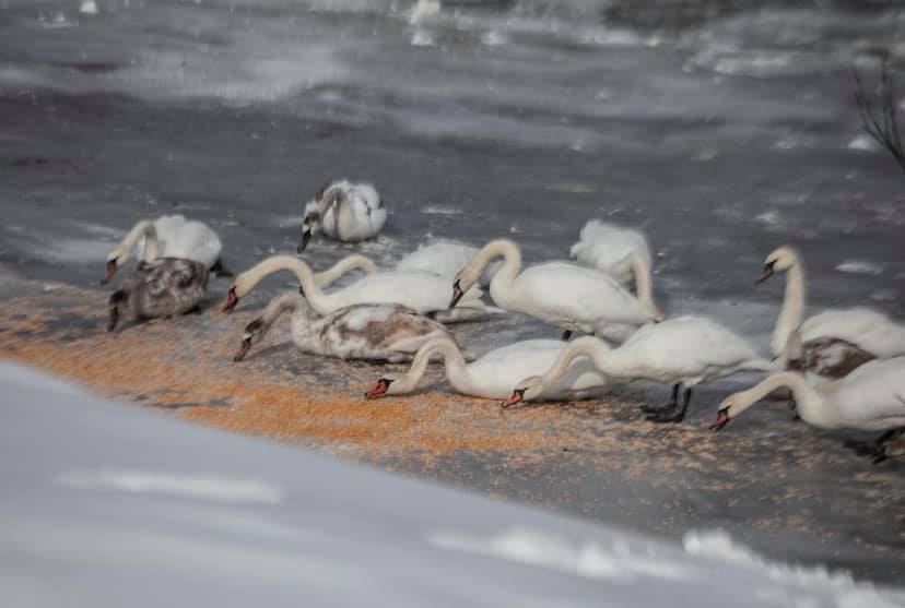 Зоозахист та прості українці зібрали тисячі гривень на порятунок 400 лебедів у Чернівцях (фото, відео)