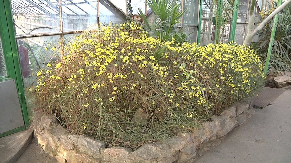 В оранжереї Запорізького ботанічного саду квітне жасмин (фото)