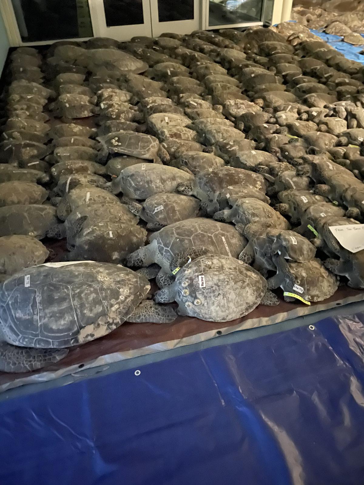Прості люди врятували від морозів 4,5 тисячі черепах (фото, відео)