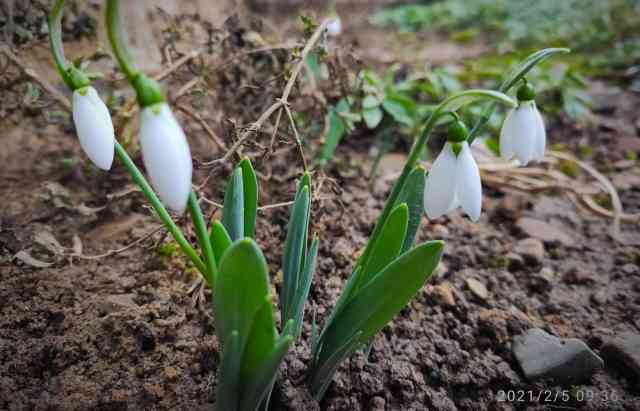 На Одещині під снігом розцвіли рідкісні квіти, а на Закарпатті — перші підсніжники (фото)