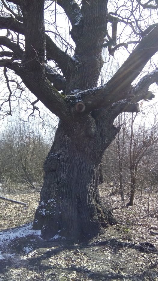 У столиці київські екологи знайшли дуб, якому 400 років 