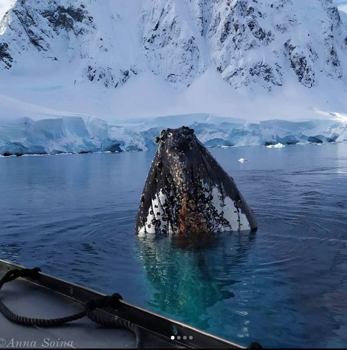 Українські полярники потоваришували з китом в Антарктиді (фото)