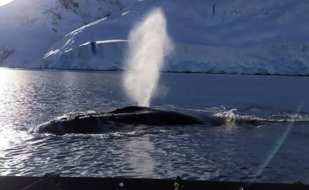 Українські полярники потоваришували з китом в Антарктиді (фото)