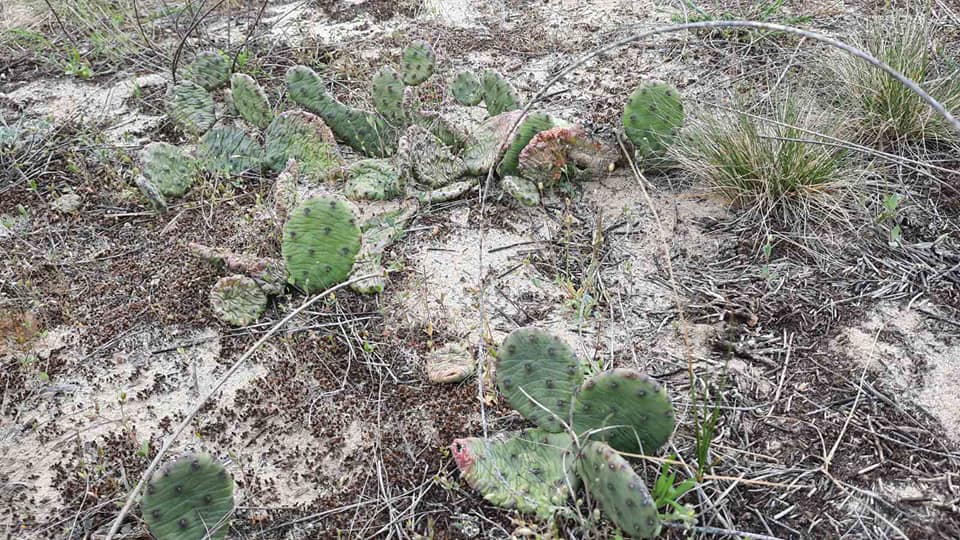 У херсонських лісах знайшли здичавілі кактуси: фото знахідки 