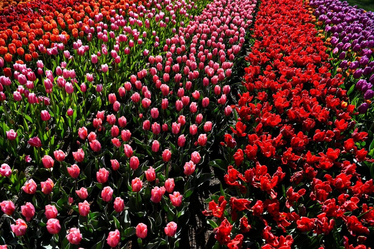 У Нідерландах розквітли мільйони тюльпанів: вражаючі фото 