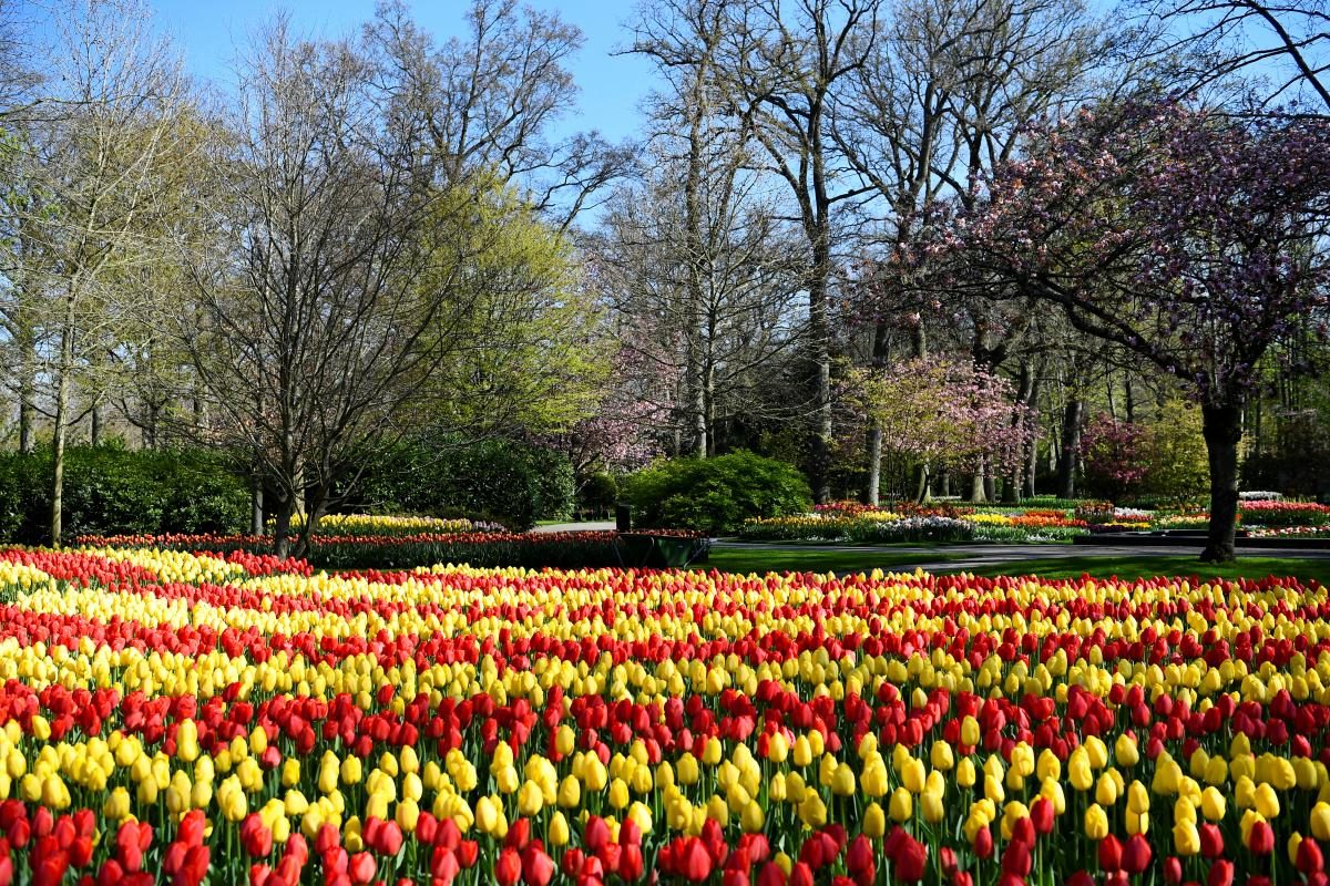 У Нідерландах розквітли мільйони тюльпанів: вражаючі фото 