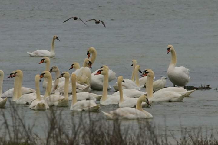 На Одещині можна побачити величезну колонію лебедів-шипунів (фото)