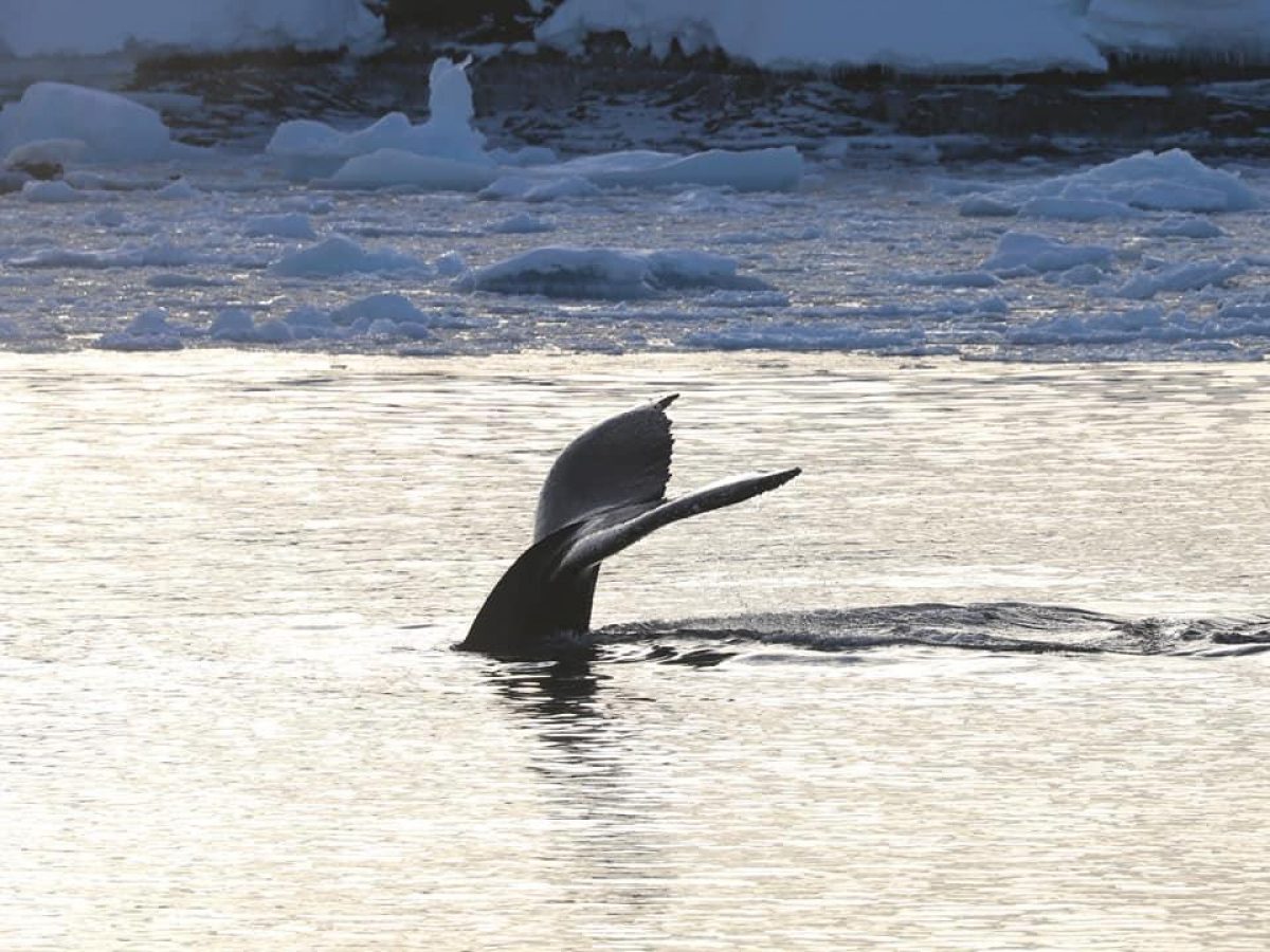 Біля полярної станції «Академік Вернадський» помітили рідкісних тварин (фото)