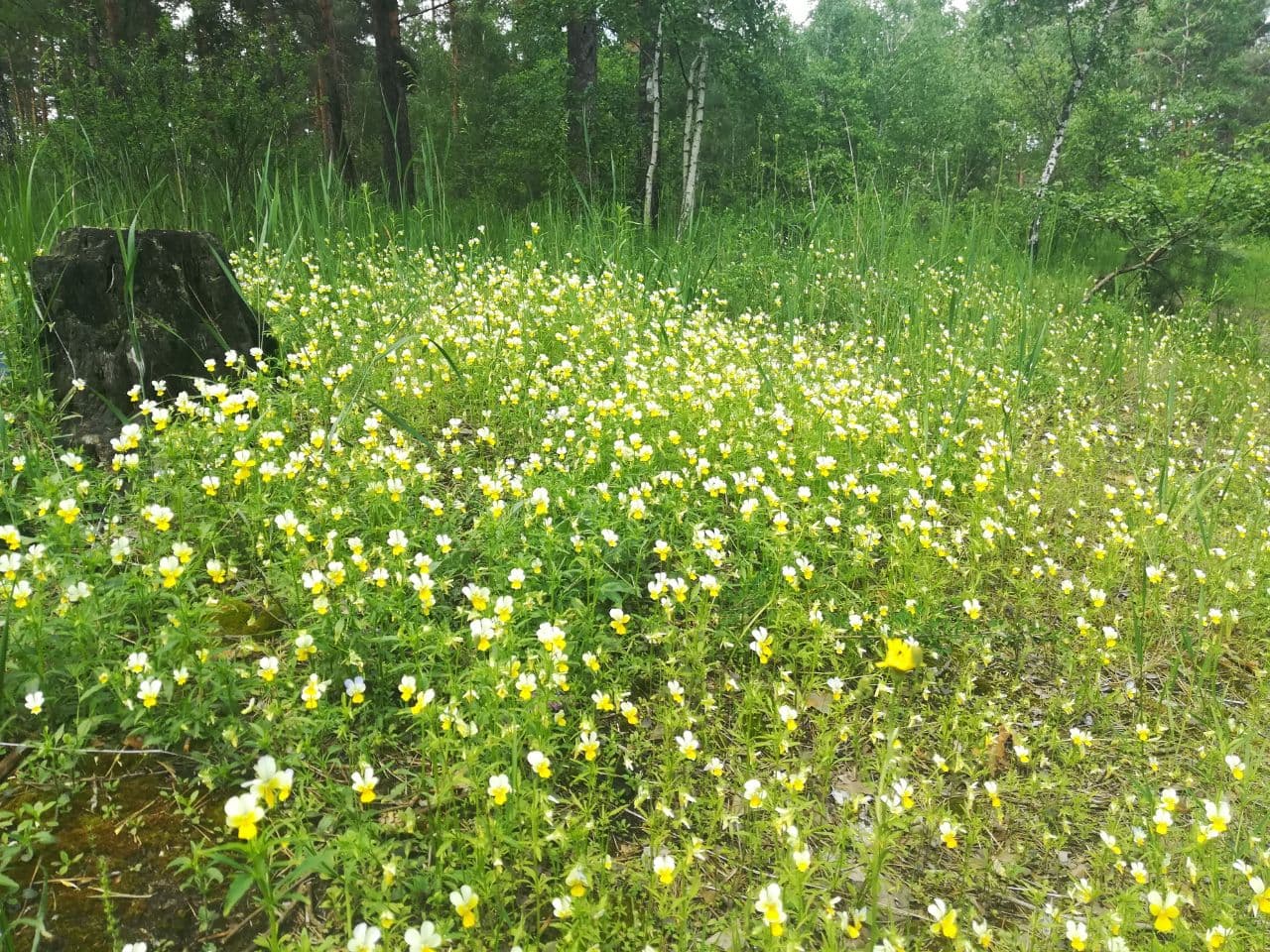 У Биківнянському лісі цвітуть фіалки (фото)