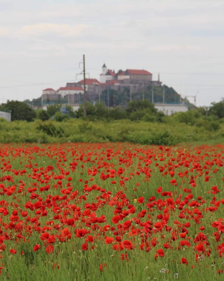 На Закарпатті квітує поле маків із видом на замок Паланок (фото)