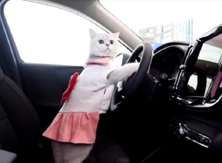 У Китаї моделлю на автовиставках працює кішка, яка отримує понад 40 тис грн за вихід (фото)