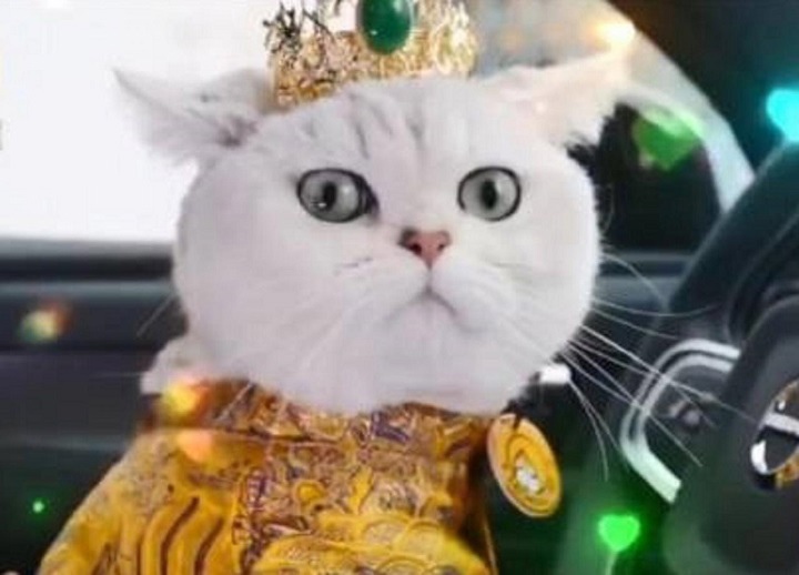 У Китаї моделлю на автовиставках працює кішка, яка отримує понад 40 тис грн за вихід (фото)