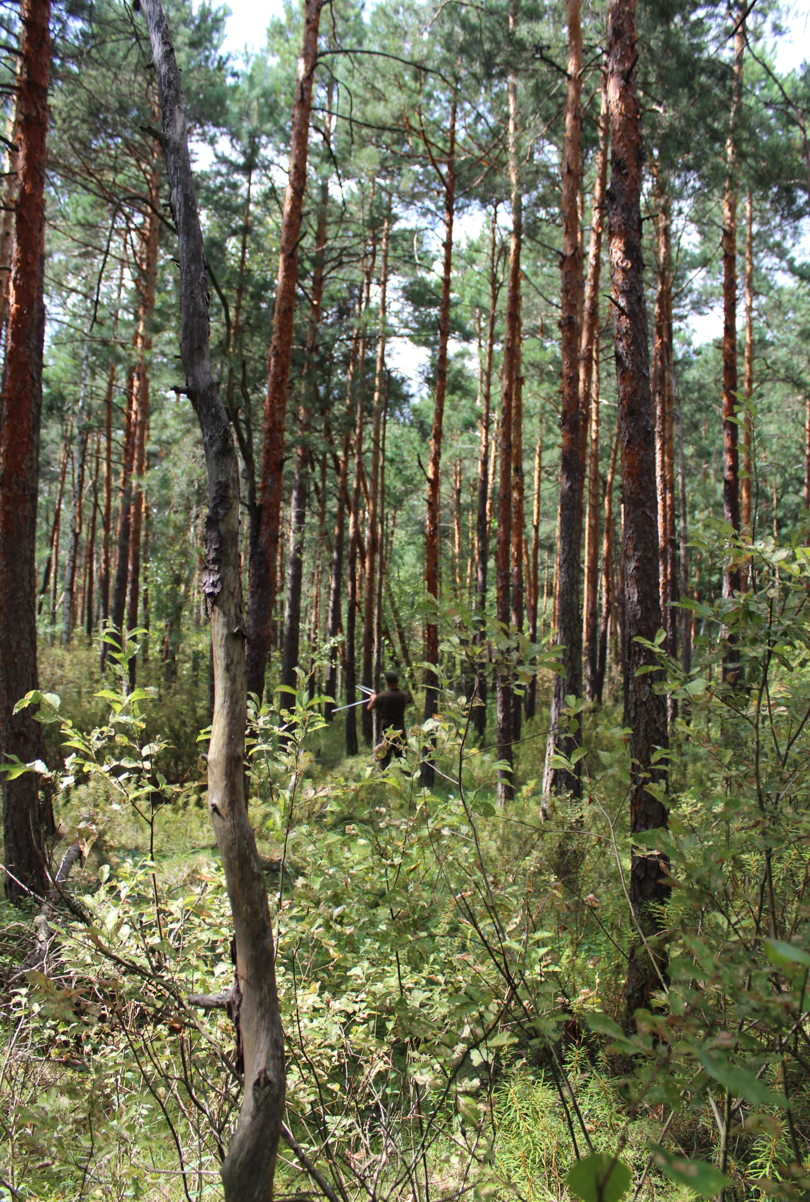 Як в Україні рятують найцінніші ліси