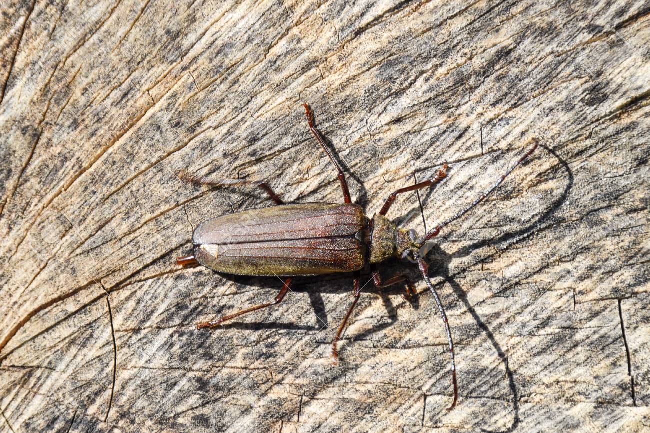 Beetle bark beetle. Imago of an insect. Beetle with long antennae