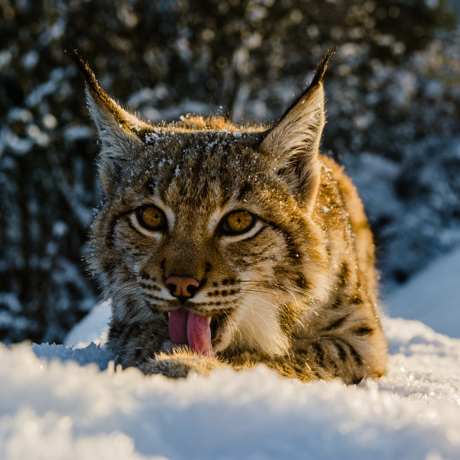 © Tomas Hulik