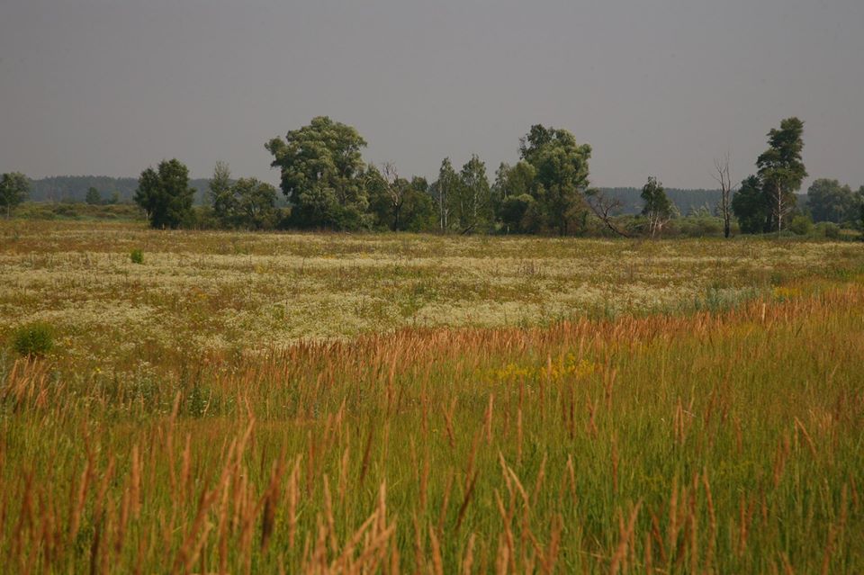День водно-болотних угідь 2025: наслідки війни для екосистем України