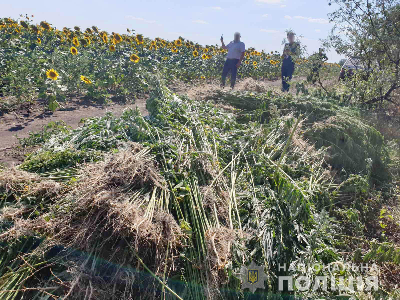 Правоохранители нашли чудо-поле, где под подсолнухами выращивали коноплю (фото, видео)