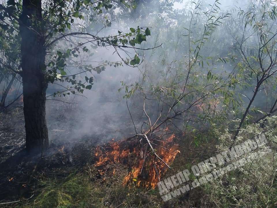 В Днепре отдыхающие подожгли лес (видео, фото)