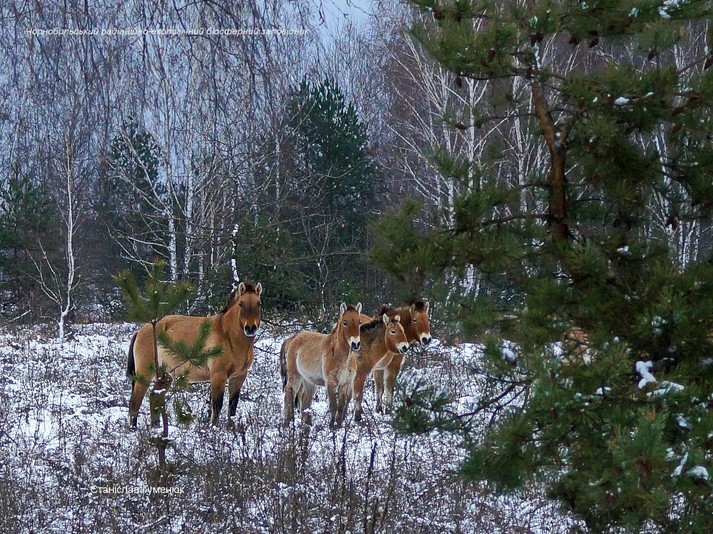В Чернобыльской зоне заметили табун лошадей Пржевальского (фото)