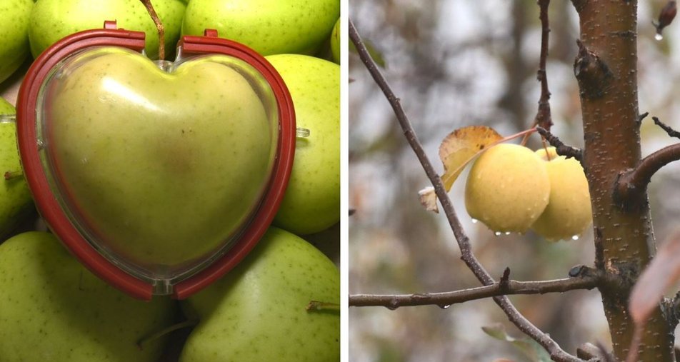 На Черкащині фермер вирощує яблука у формі серця (ФОТО, ВІДЕО)