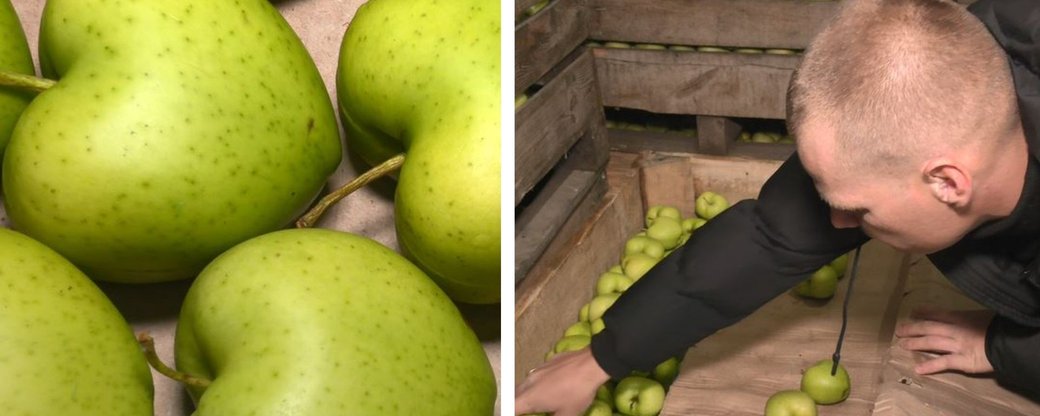 На Черкащині фермер вирощує яблука у формі серця (ФОТО, ВІДЕО)