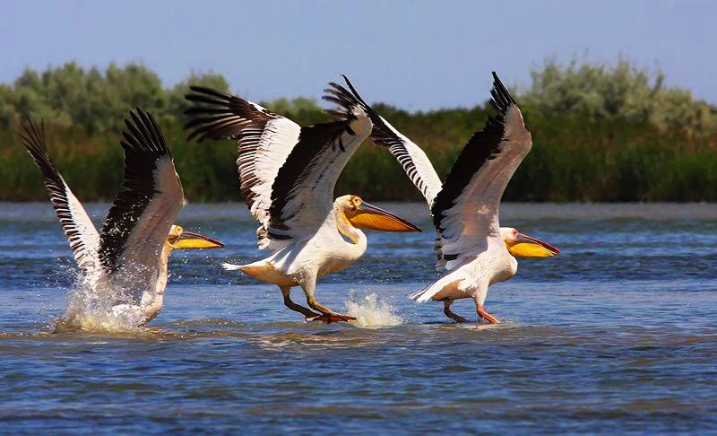 Дунайський заповідник