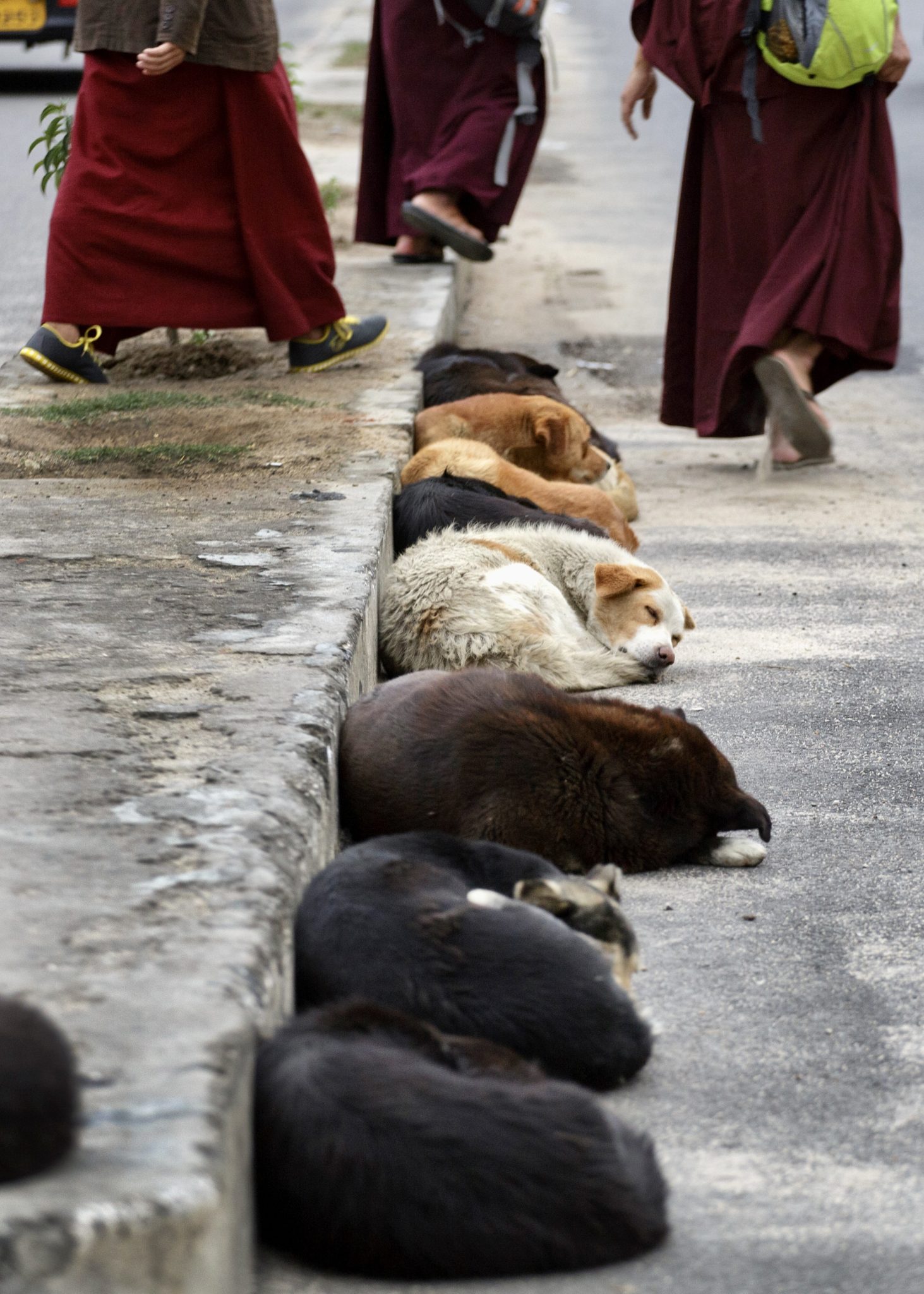 У Бутані стерилізували і вакцинували всіх вуличних собак