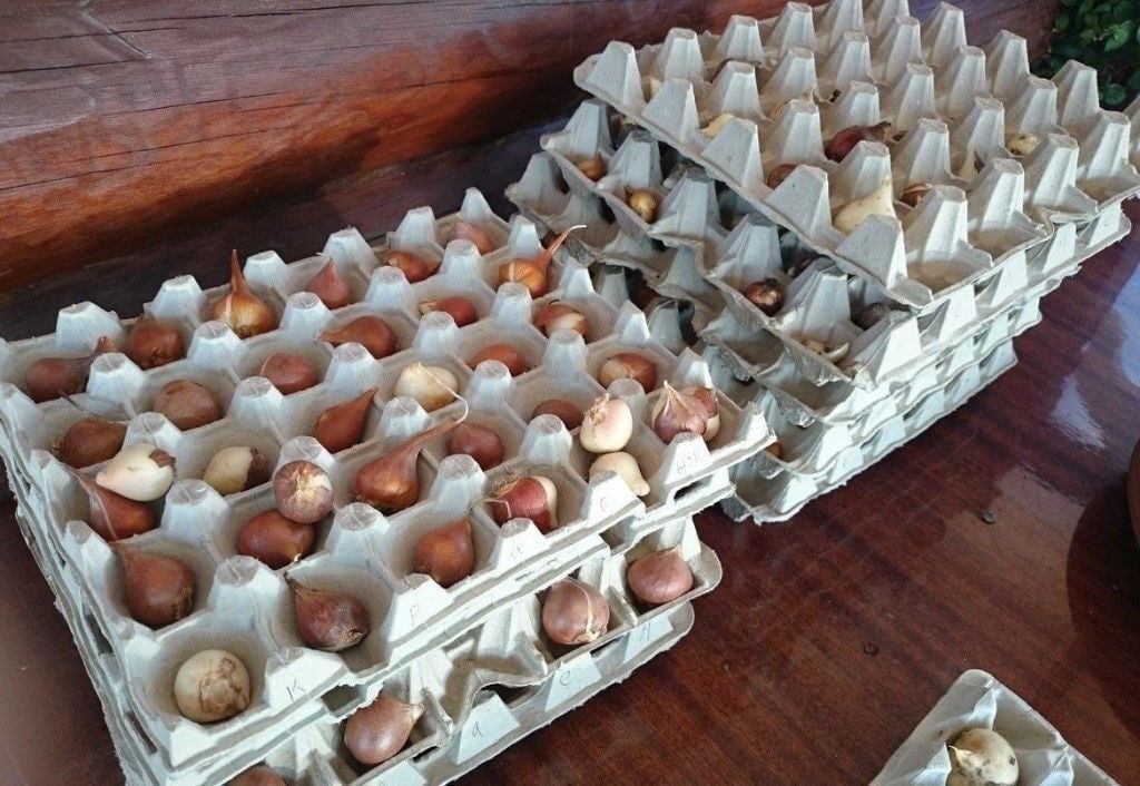 Посадити тюльпани у яєчних лотках