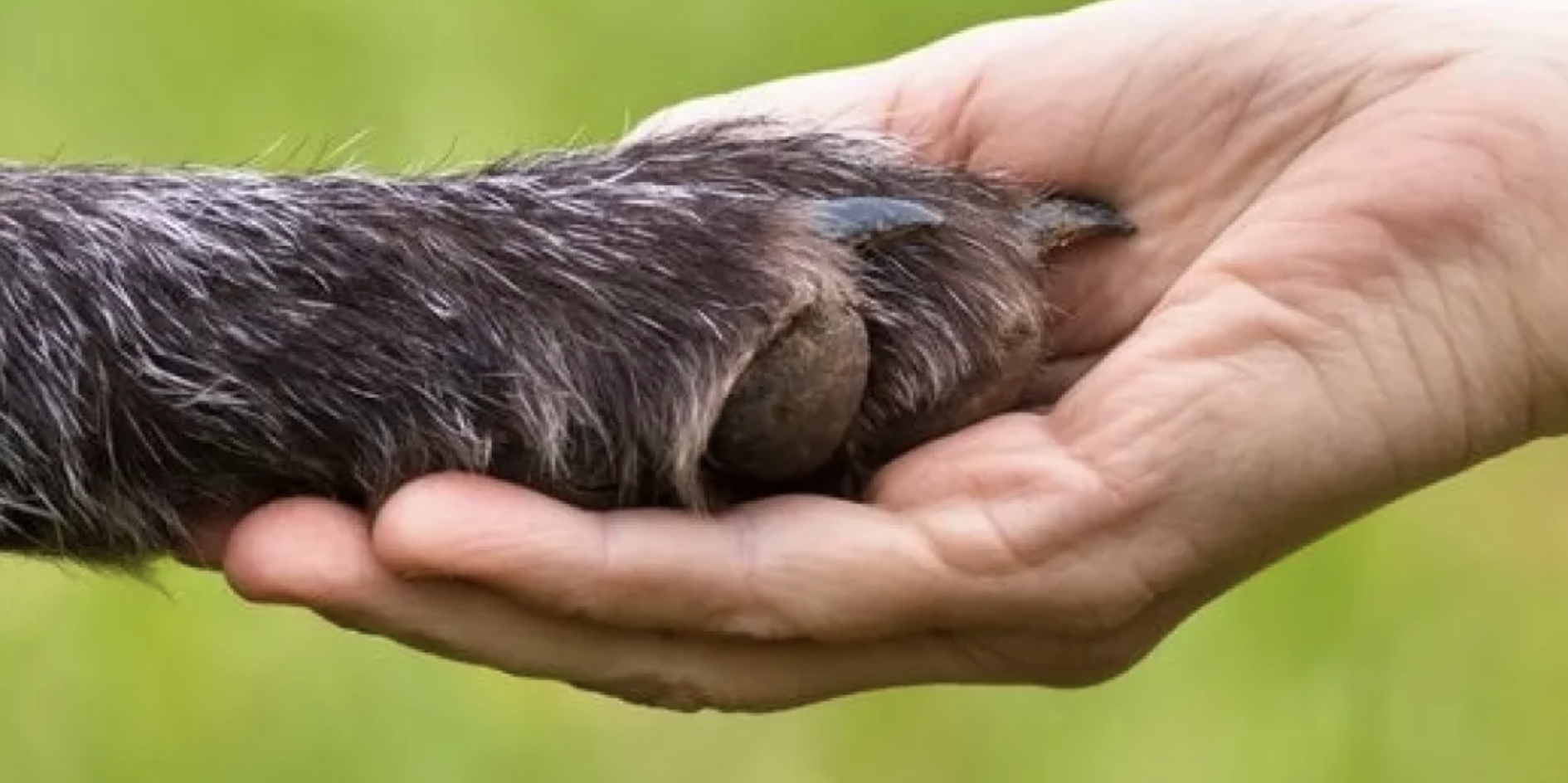 13 ноября – Всемирный день доброты: позаботьтесь о тех, кто рядом Фото: UAnimals