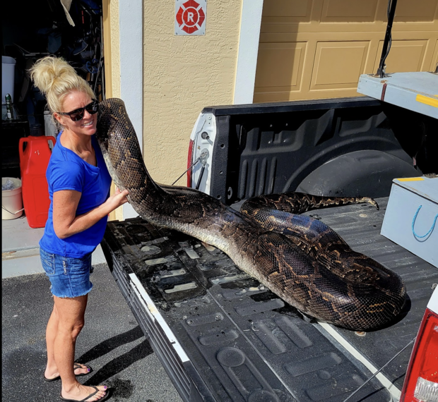 У Флориді спіймали велетенського пітона