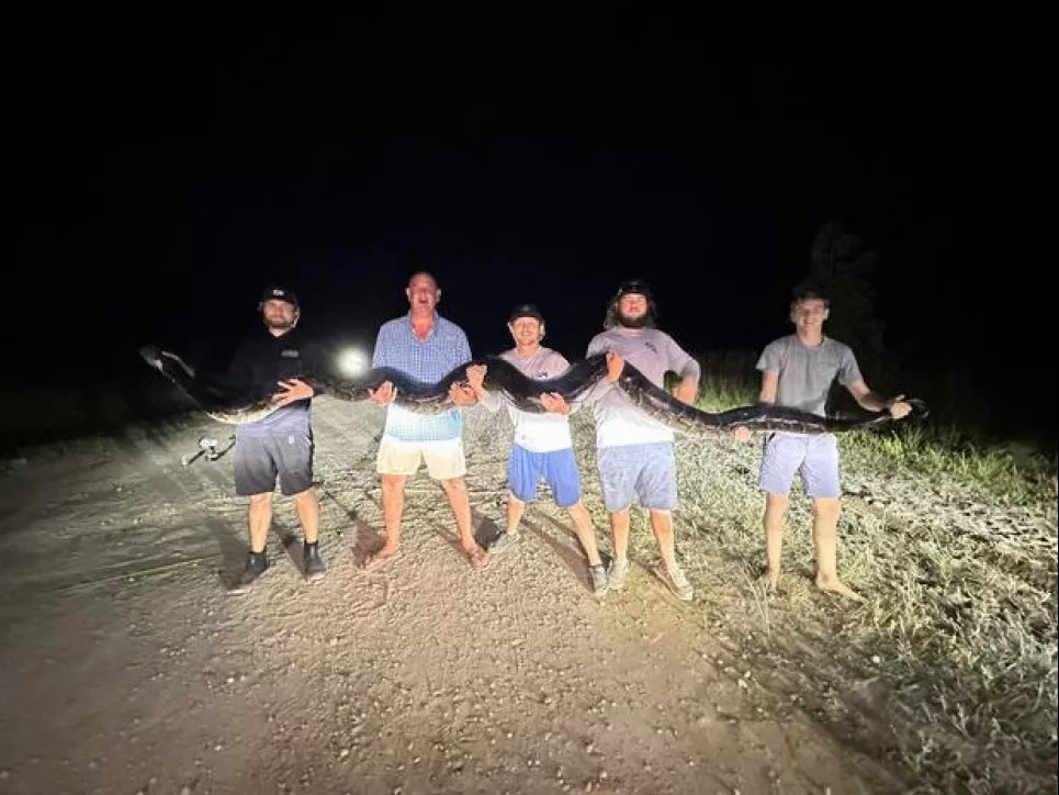 Пятеро мужчин поймали 5-метрового бирманского питона во Флориде
