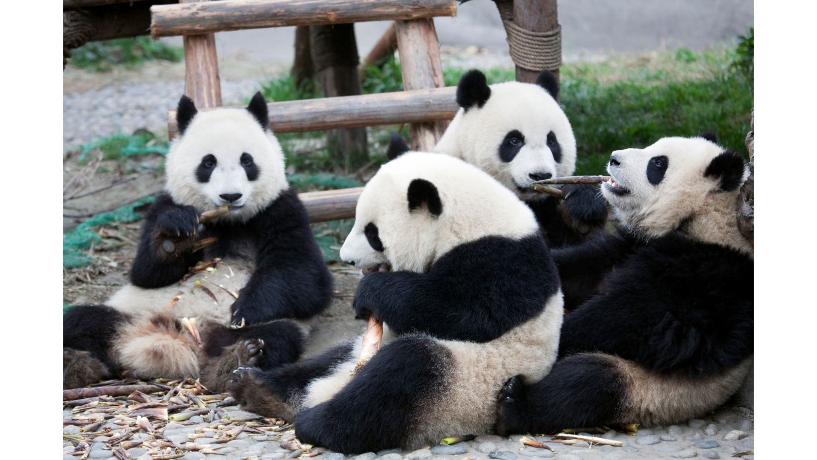 Китай вернет панд в зоопарк США