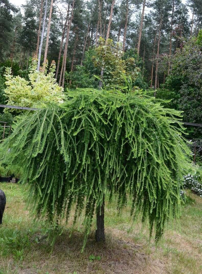 Модрина японська Пендула Ландшафтний дизайн