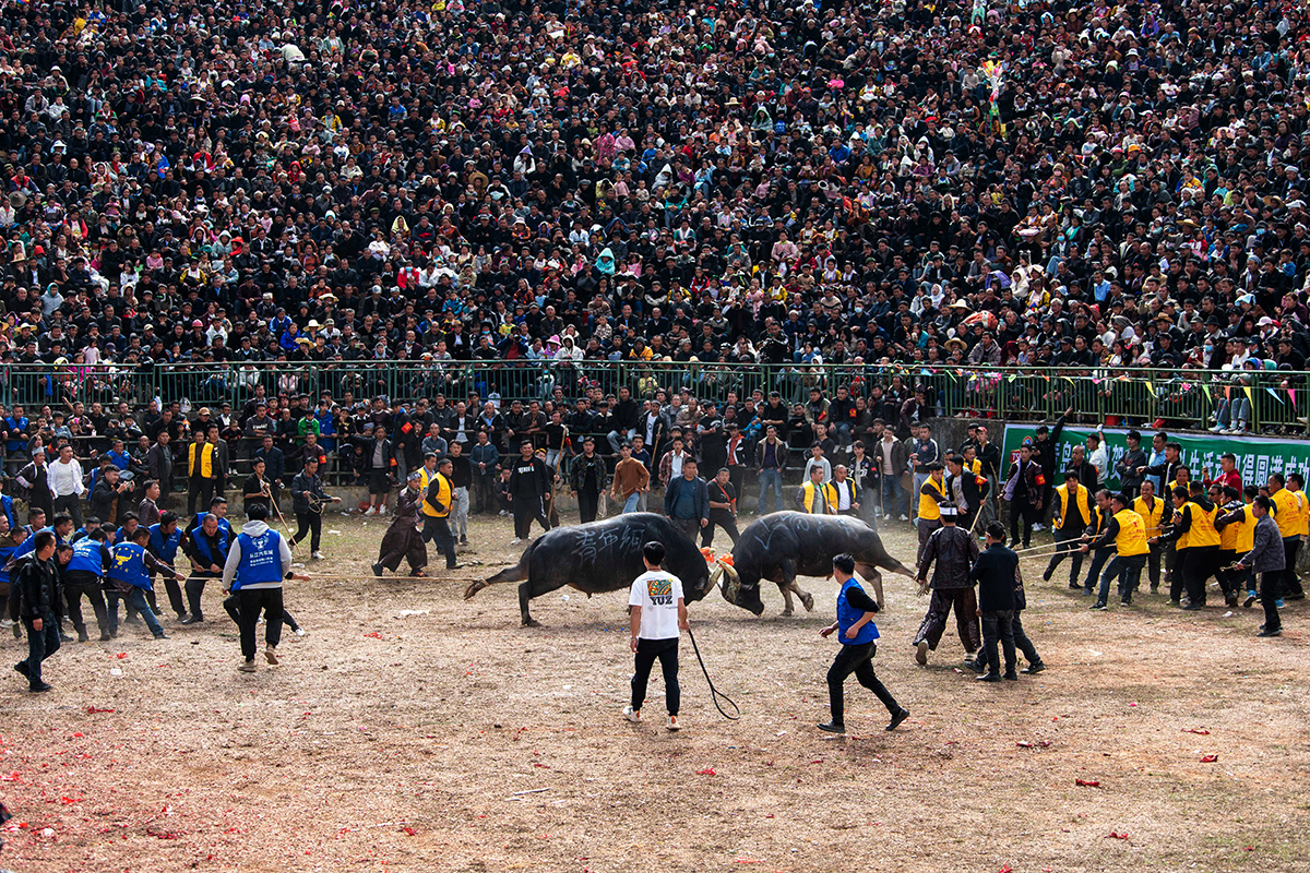 Корида фото Бої биків Китай