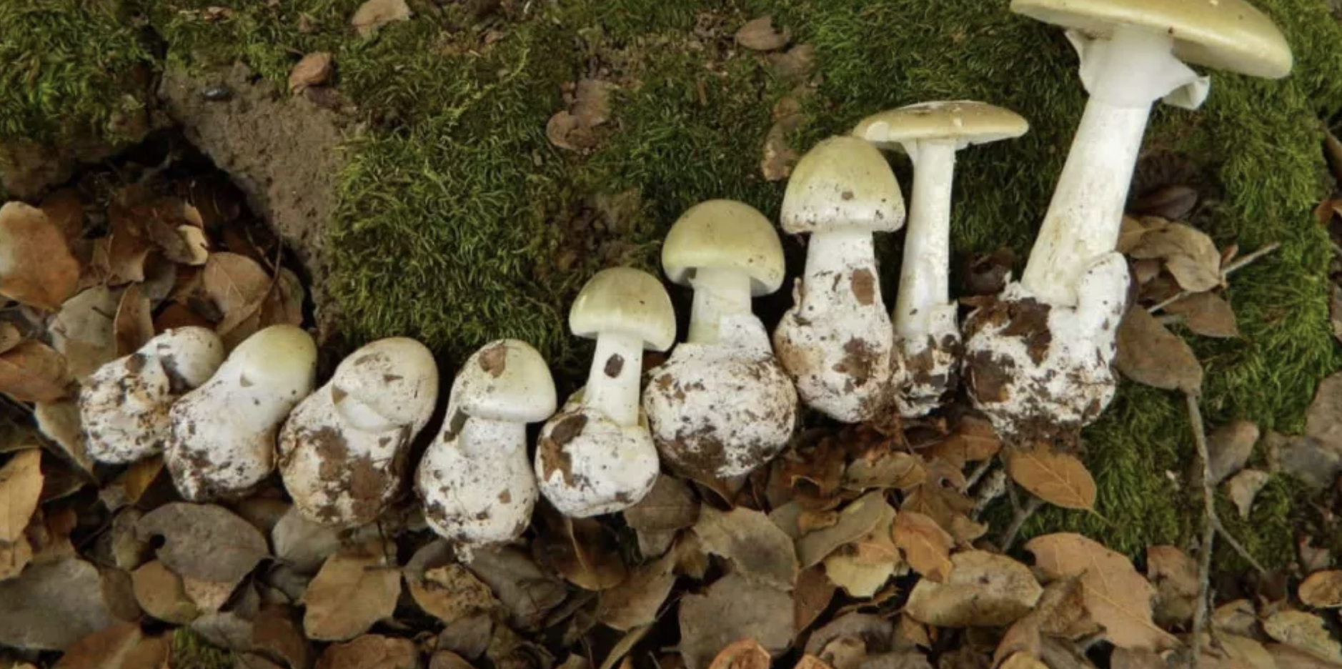 Ядовитые грибы в лесах Украины. Фото - gribnik.info