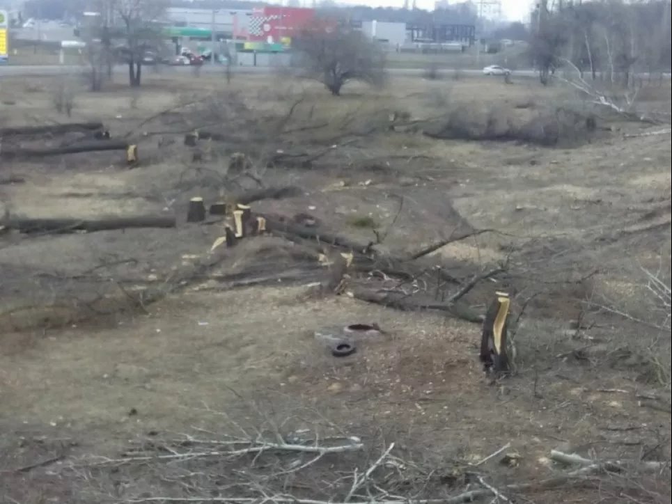 Вырубка деревьев посреди Киева суд ДЭИ