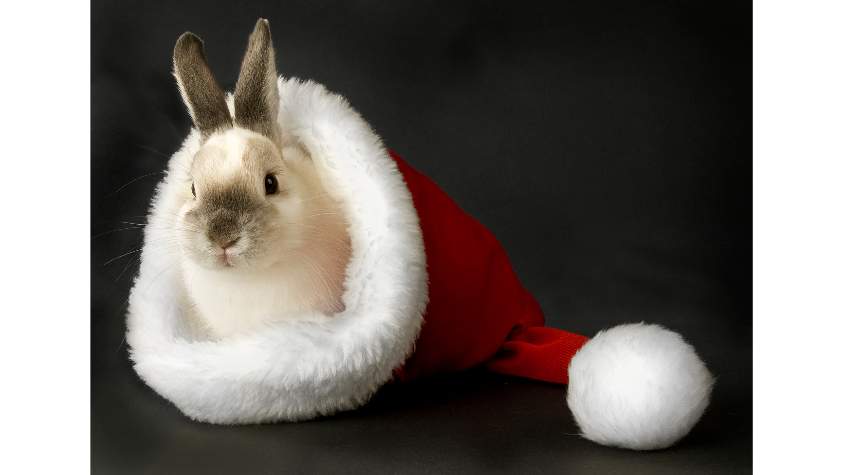 2023 – год какого животного по восточному календарю: в чем встречать и что готовить 2023 год Черного Водяного Кролика . В чем встречать и что готовить на Новый год