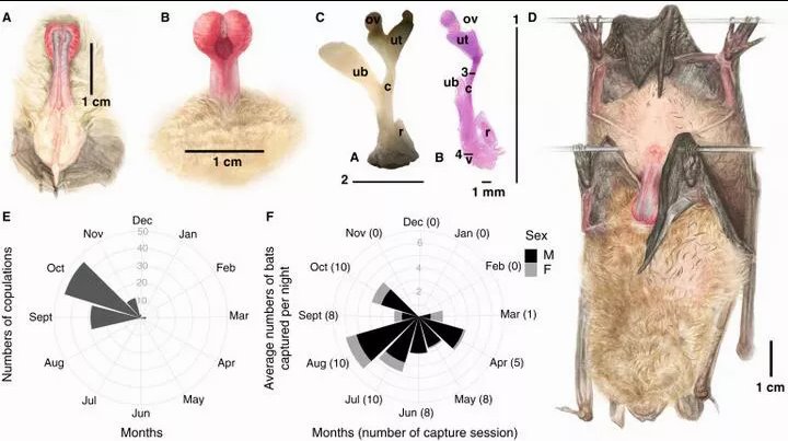 Схема детородного органа летучей мыши