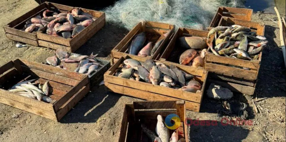 В Кировоградской области незаконно наловили рыбы на почти 700 тысяч гривен