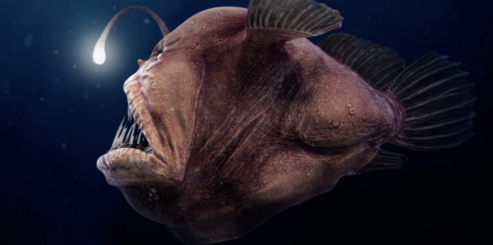Почему глубоководные рыбы