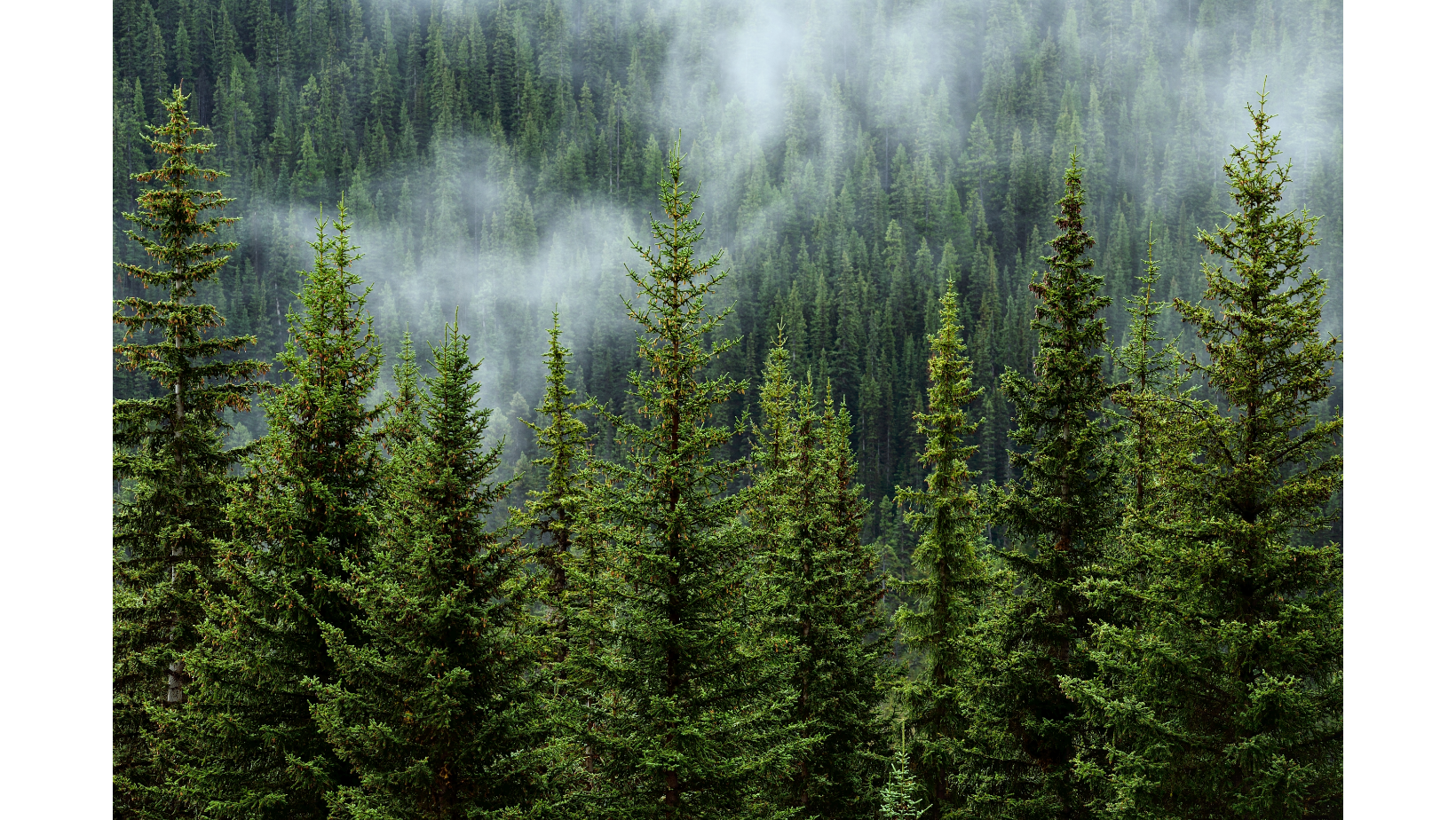 Экокомитет рекомендует ВР принять за основу законопроект о лесных репродуктивных ресурсах