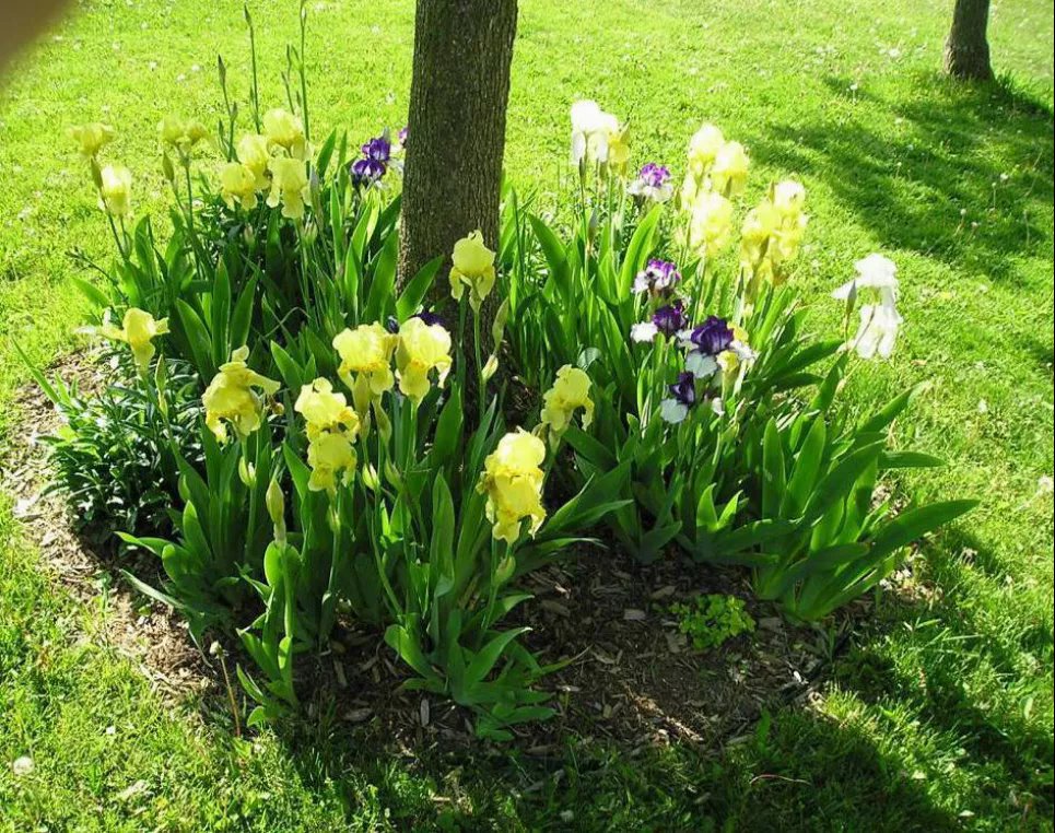 Не только практично, но и эффектно: варианты полезного использования приствольных кругов (ФОТО) Фото: Телеграмм-канал «Дача. Сад и огород»