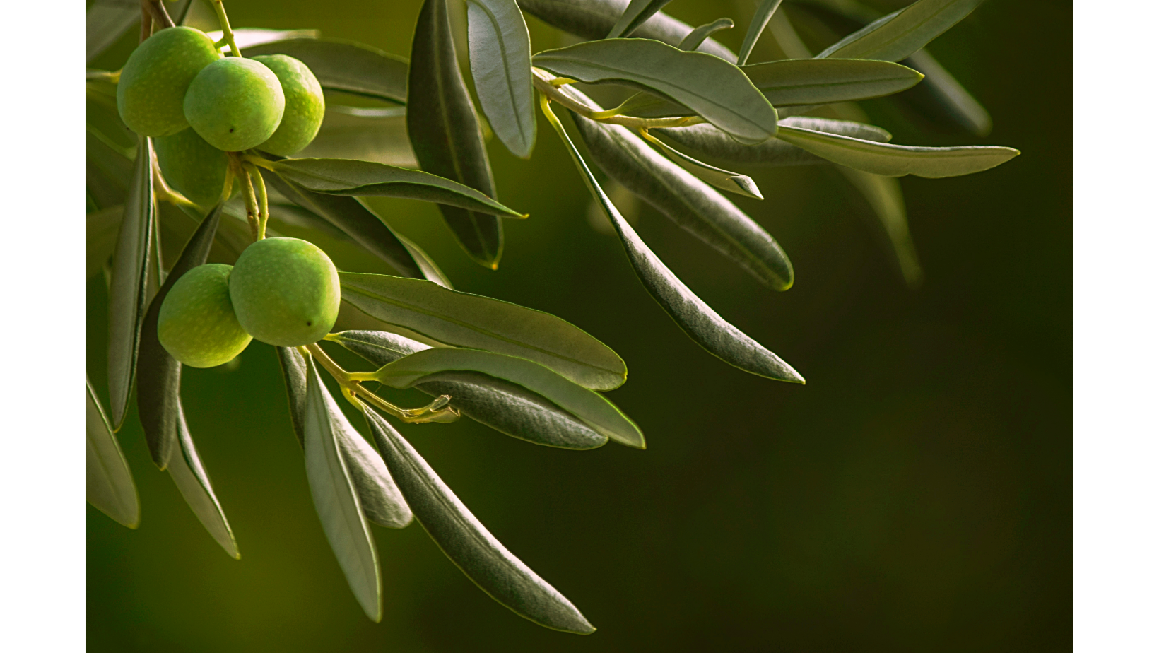 Польза оливок и оливкового масла