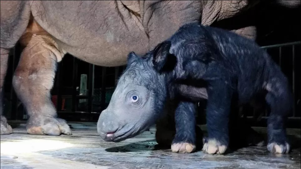 Детеныш суматранского носорога, до сих пор не назван, рядом с матерью Далилой после рождения в Индонезии. Фото: TNWK-KLHK/dpa