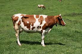 На Черкащине корова каждый день даёт рекордное количество литров молока