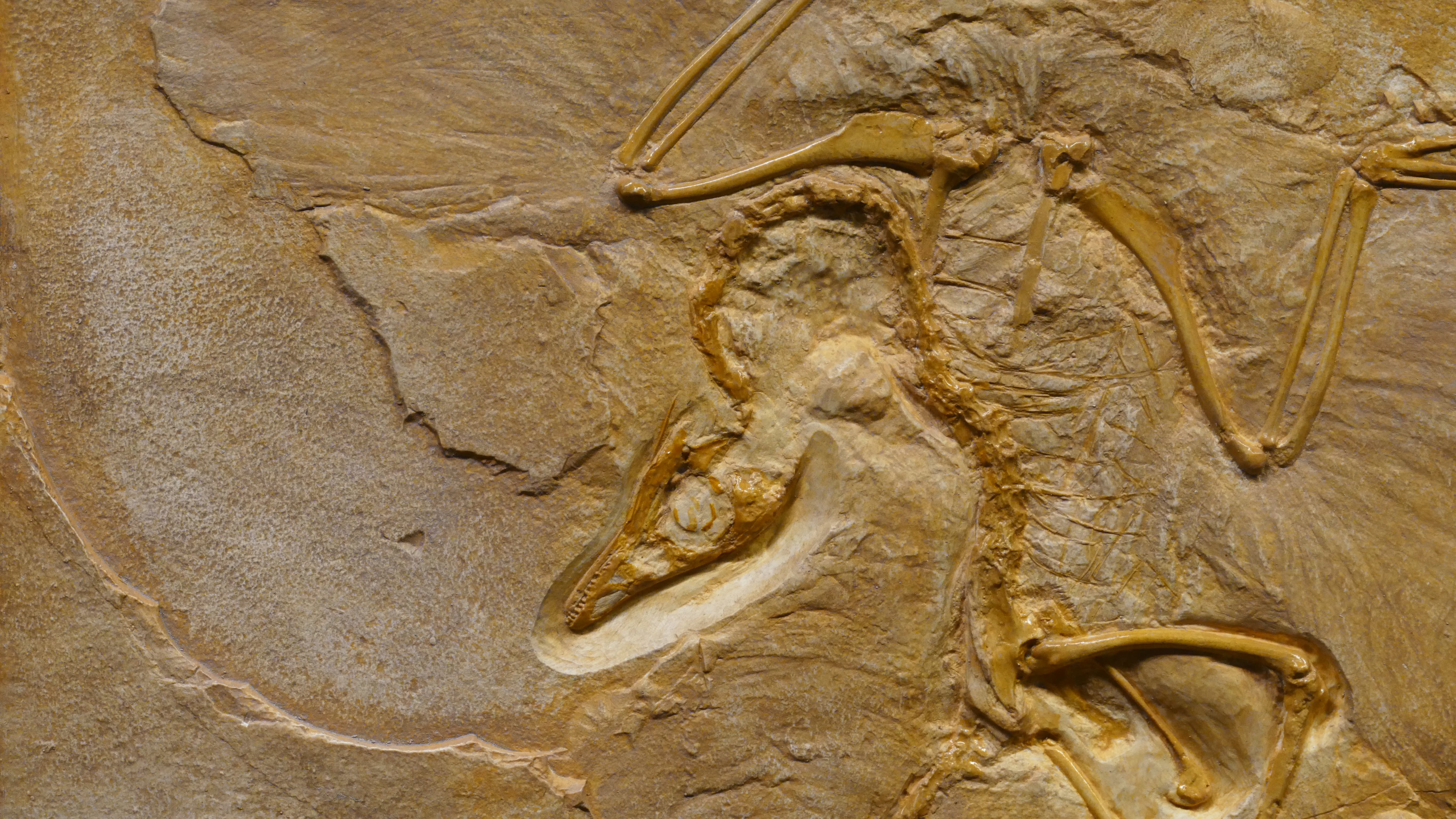 Динозавры могли жить под землей: исследования, экспонаты музея