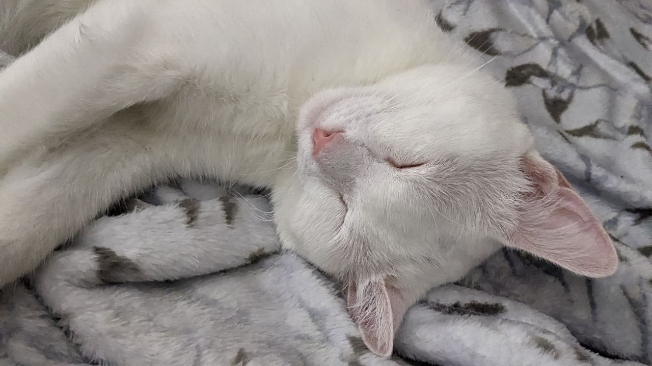 Стоит ли кошке спать в постели животные в доме кошка спит в постеле