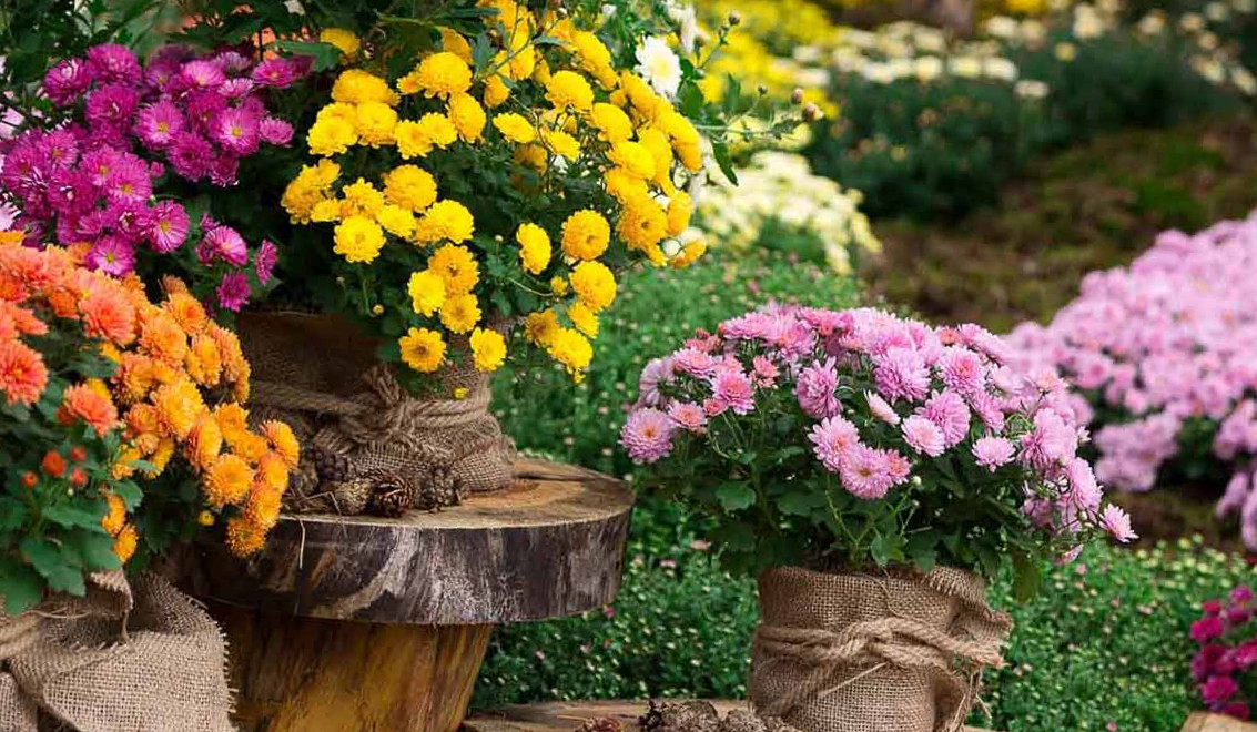 Чтобы не погибли: как подготовить к заморозкам шаровидные хризантемы в открытом грунте (ФОТО) Как подготовить к зиме шаровидные хризантемы