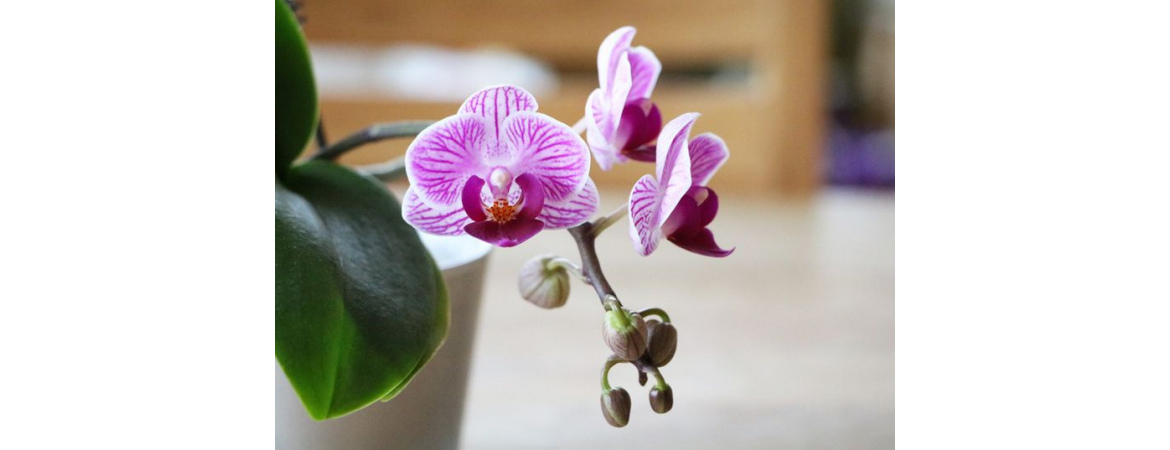 Почему орхидеи сажают в прозрачные горшки