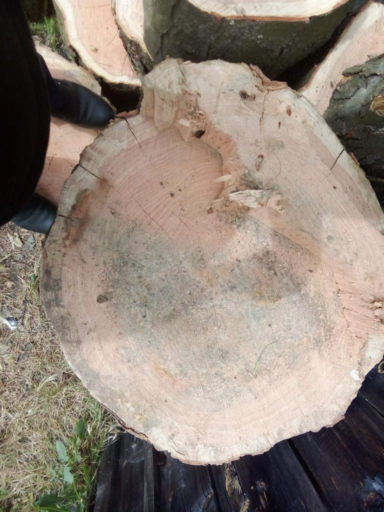 Черный лесоруб уничтожил деревья в Одесской области